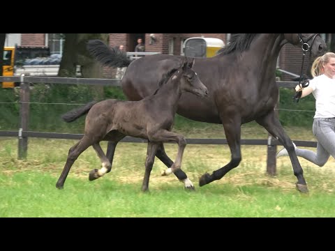 *2021 Stute von Sezuan's Donnerhall - Don Nobless SOLD!!!