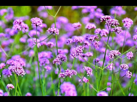 verbena_bonariensis-ijzerhard.webp