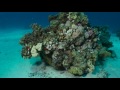 Dive with Extra Divers Makadi Bay @ Ras Abdalla, MakadiBay Panasonic LX100, Extra Divers - Makadi Bay , Ägypten, Safaga