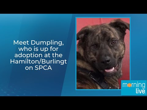 Meet Dumpling, who is up for adoption at the Hamilton/Burlington SPCA - YouTube