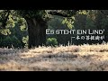 ブラームス/一本の菩提樹が Brahms/Es steht ein Lind'