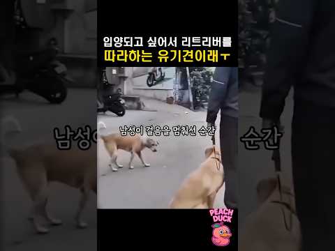 입양되고싶어서 리트리버를 따라하는 유기견이래ㅜ