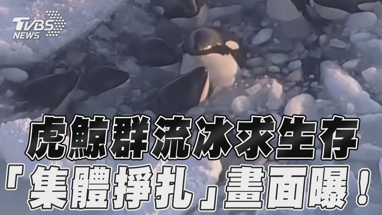有片/逾10頭虎鯨受困北海道流冰 奮力「探頭呼吸」畫面曝