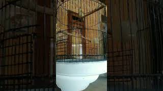 Download lagu Burung emprit haji berbunyi perkutut mp3