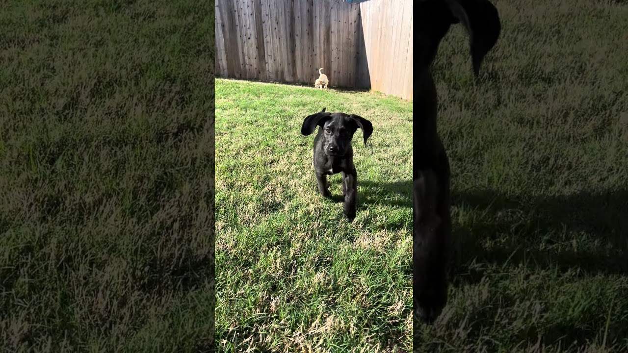 Enlarge Harvey , a Adoptable mixed breed in West Greenwich , RI video 1/6