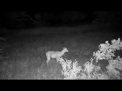 Djuma: Impala ram as two Porcupines walk y too - 21:07 - 01/15/2023