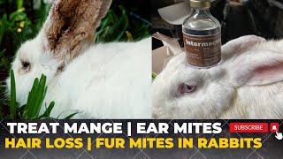 How to treat MANGE on your beloved Rabbits | Treat ear mites in rabbits |  How to inject your rabbit