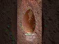 How Tree Pod Burials Work 🤔