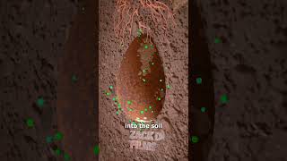 How Tree Pod Burials Work 🤔