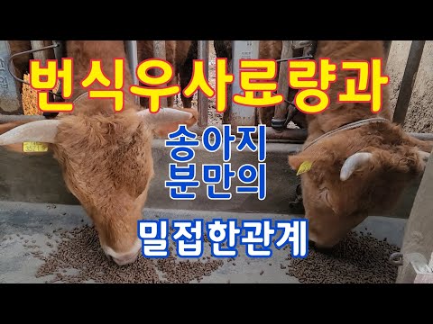 , title : '번식우의송아지출산과 송아지키우는방법'