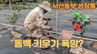 【동백나무 중부지방에서 키우기】 처참하지만 아직은 N0 포기 | 서산농부 동백농원 성장통 