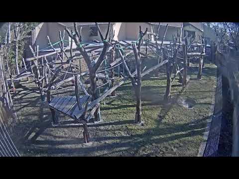 Orangutans in Budapest Zoo