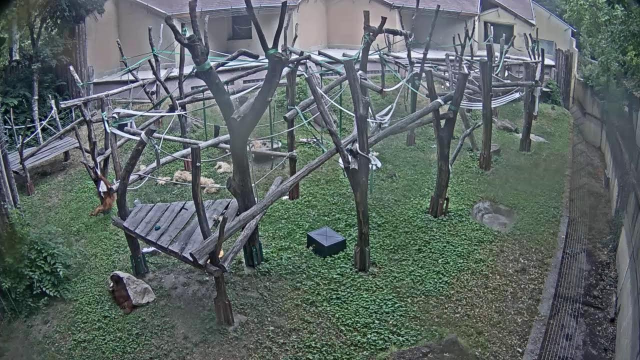 Live webcam view of Orangutan Treetop Enclosure
