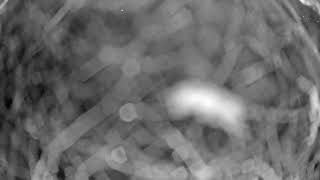 Orangutans in Budapest Zoo