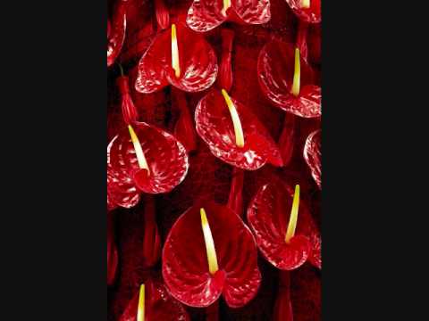 PAUL BAGHDADLIAN SEV ACHER