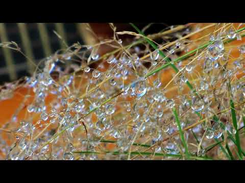 Klavier und Gitarre: "Perlentanz"