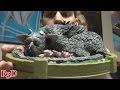 The Last Guardian Collectors Edition Unboxing