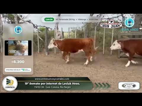 19-02-26 - 19º Remate por Internet de Lesiuk Hnos. - Gral  Conesa, Río Negro