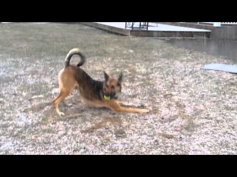 SeamusThe Shepherd loves April Snow Showers