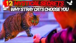 Why Stray Cats Choose You - 12 Mystical Secrets!&quot;