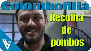 preview picture of video 'Columbofilia /Recolha de Pombos / Zona Centro / Castro Verde'
