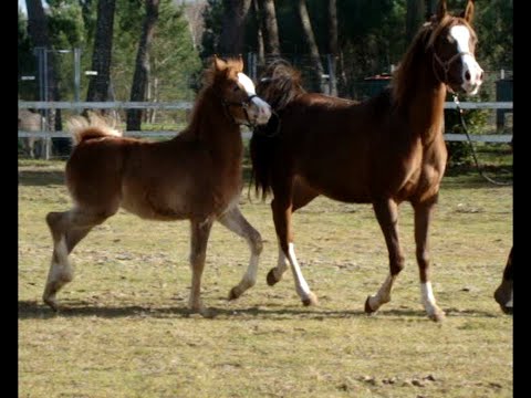 2011 arabian mare by Ajman Moniscione & his colt