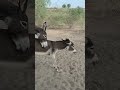 Donkeys Mating Donkey