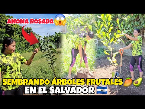 😱🚨SEMBRANDO ÁRBOLES FRUTALES EN USULUTÁN EL SALVADOR 🇸🇻🥭🥑🍋🥥🍊