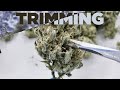 Wet Vs Dry Trimming Complete Guide On How To Trim And Manicure Marijuana Buds Weed Flowers