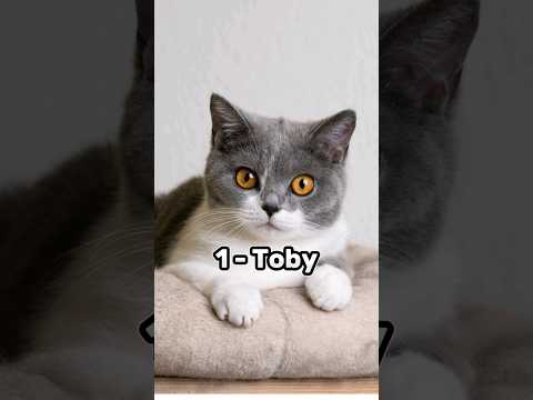 Top 10 Cute male cate names ❤️