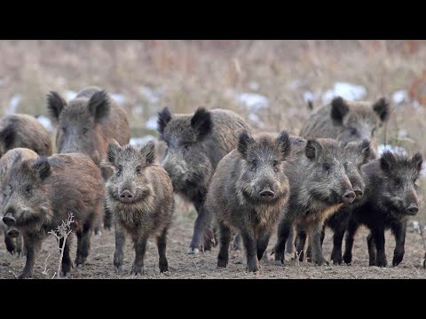 Jesus Heals the two Demon Possessed Men - Matthew 8:28-34 - Audio Drama Bible