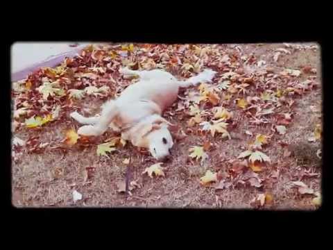 Kont ve Sonbahar - 22 Kasım 2015