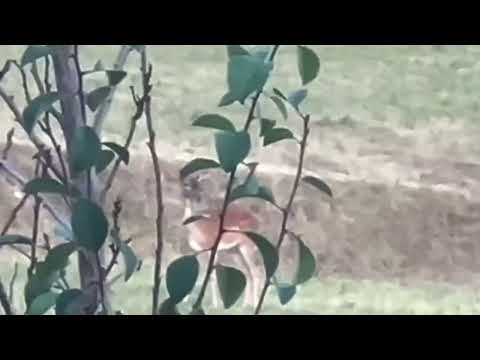 #daino #daini #cerbiatto #shortvideo #shortsvideo #short #video #nature #deerfallow #deer