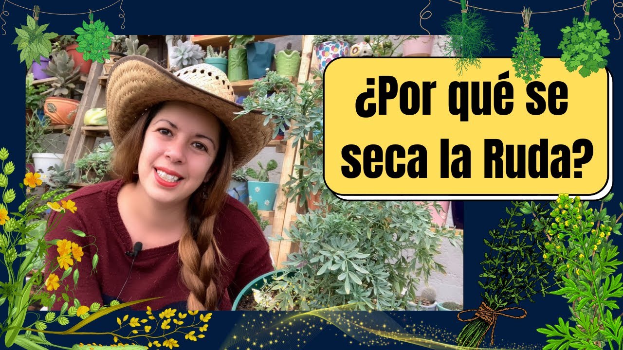 Por qué se seca la Ruda