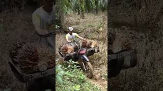 Download lagu Ojek Sawit Ekstrim #shorts mp3