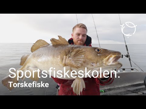 Sportsfiskeskolen | Torskefiske