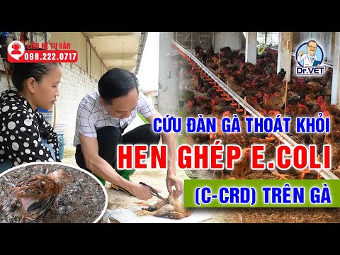 , title : 'Cứu đàn gà thoát khỏi Hen ghép E.coli (C-CRD) trên gà | Dr.Vet'