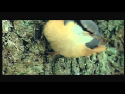 Filo & Peri feat. Elliot Johns - Surrounds Me