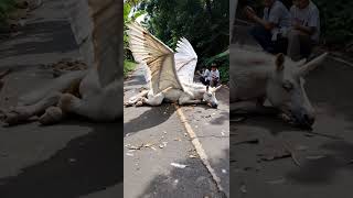 Download lagu PEGASUS UNICORN ❗❓ #shortsfeed #ytshorts #shorts #ai #pegasus #unicorn #horse #fake #viral mp3