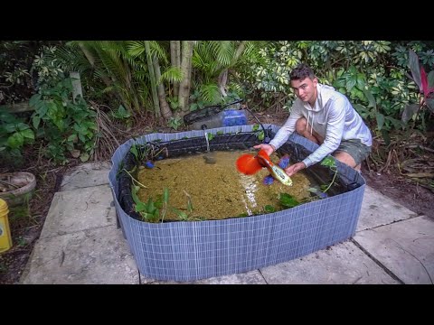 Building My FIRST GUPPY Fish BREEDING POND!
