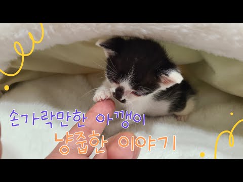보닛에서 나온 아기고양이