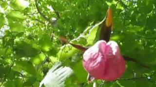 In search of wild orchids!