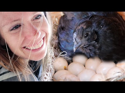We finally let HER sit on eggs. (The Silkie Hatching Project)