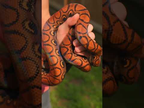 Why my boa is called a “Rainbow Boa” #snake
