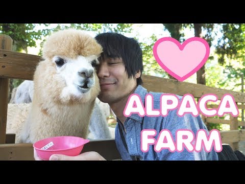 アルパカ牧場で愛を見つける (We find love at an alpaca farm)