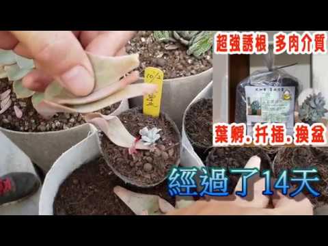 多肉植物葉孵法