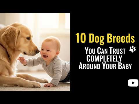 10 Dog Breeds That Will Melt Your Heart And Protect Your Baby!