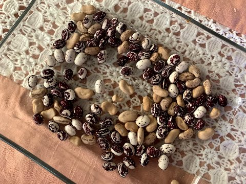 Seed Saving   Beans
