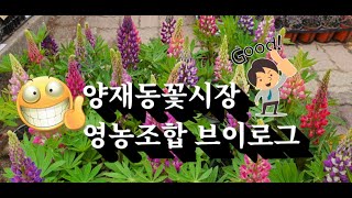 양재동꽃시장 봄꽃들 구경하고가세요~ #양재동꽃시장 #봄꽃 #힐링