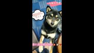 しゅく紹介動画